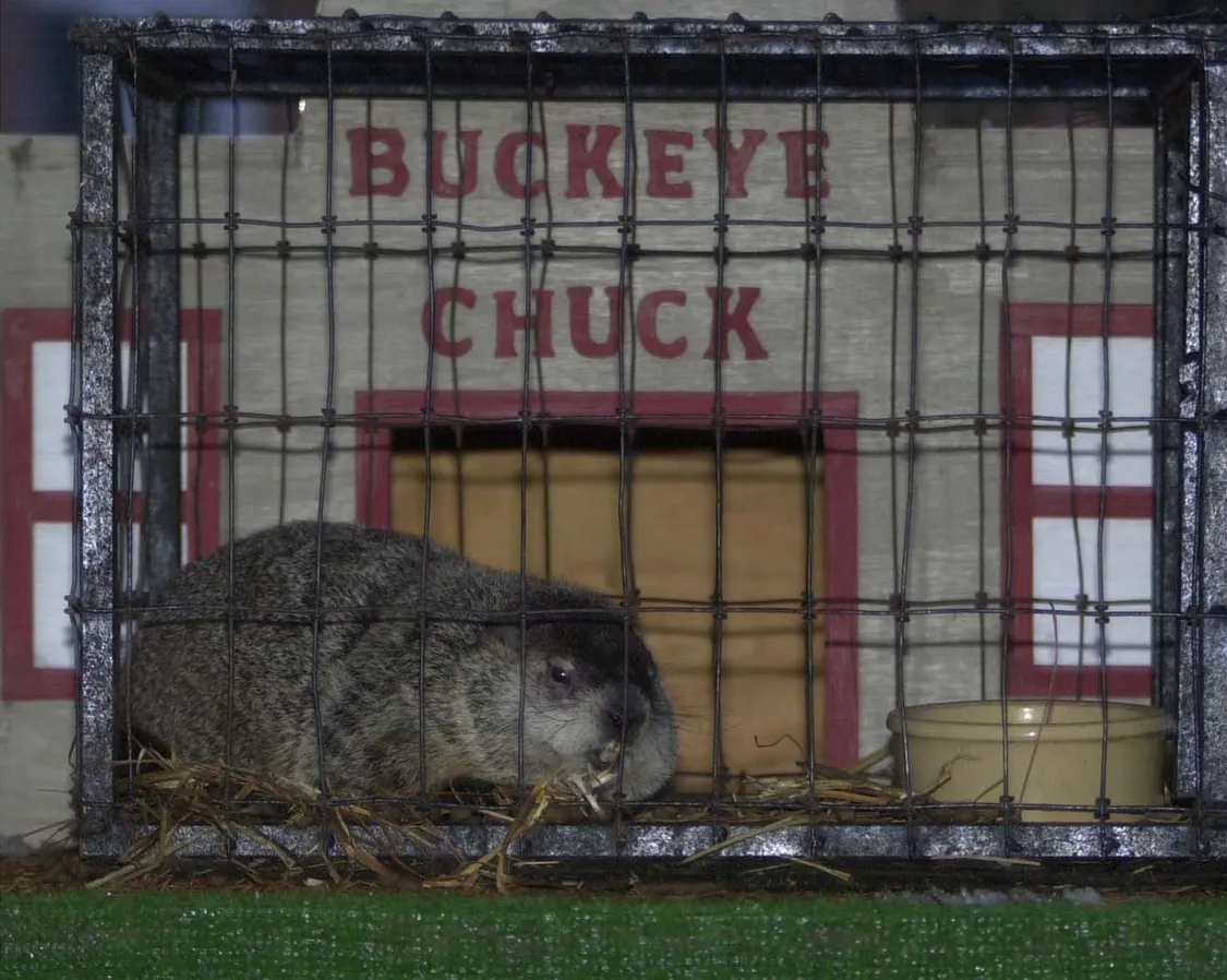 Buckeye Chuck within ceremonial enclosure during Groundhog Day broadcast coverage